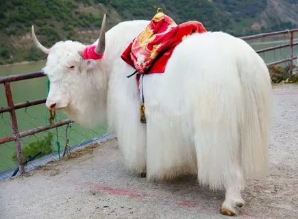 Tibetan Yak Racing: Rules, Rituals, Revival